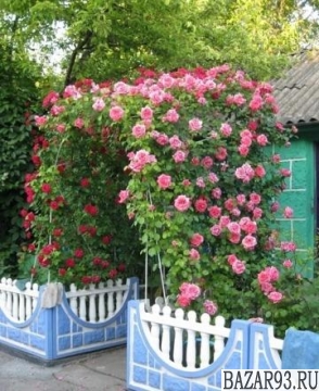 Плетистые розы