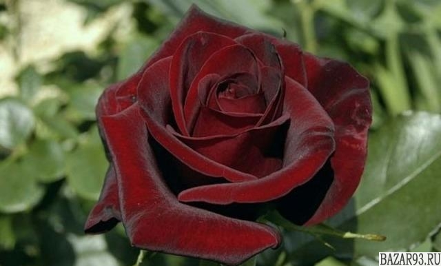 Розы Чёрная Магия