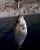 Пилькер на морского карася (ласкирь)