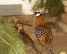 Продам королевских и северокавказских фазанов