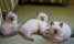Красавцы-котята породы «невская маскарадная»